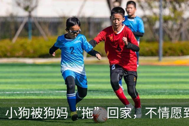 小狗被狗妈“拖”回家，不情愿到连爪子都在控诉：我还要玩！